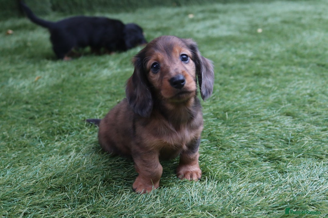 Miniature Dachshund dogs for sale: Russian Miniature longhaired dachshund males - Image 8