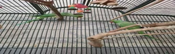 Ringnecks birds for sale: ringneck parakeets (cookie and geeta)  in Wolverhampton - Advert 5
