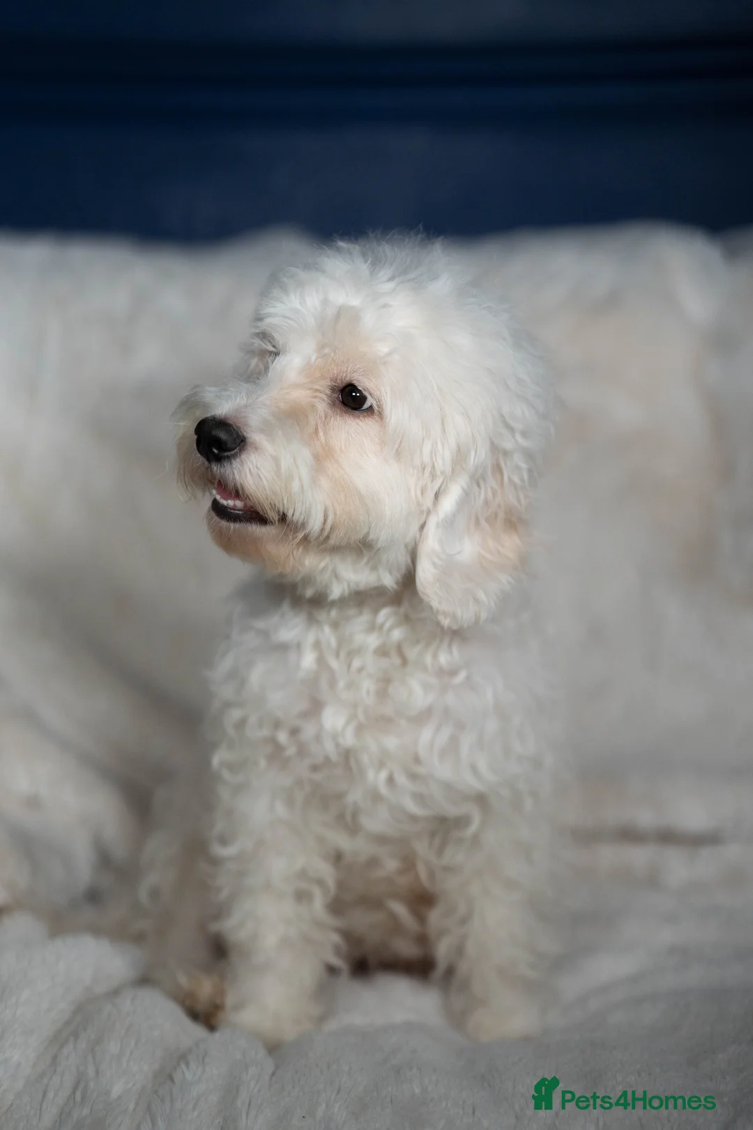 Cockapoo dogs for sale: 6 Stunning Cockapoo Puppies - Advert 4