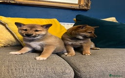 Japanese Shiba Inu dogs for sale: K.C reg Red Japanese Shiba Inu Puppies - Image 5