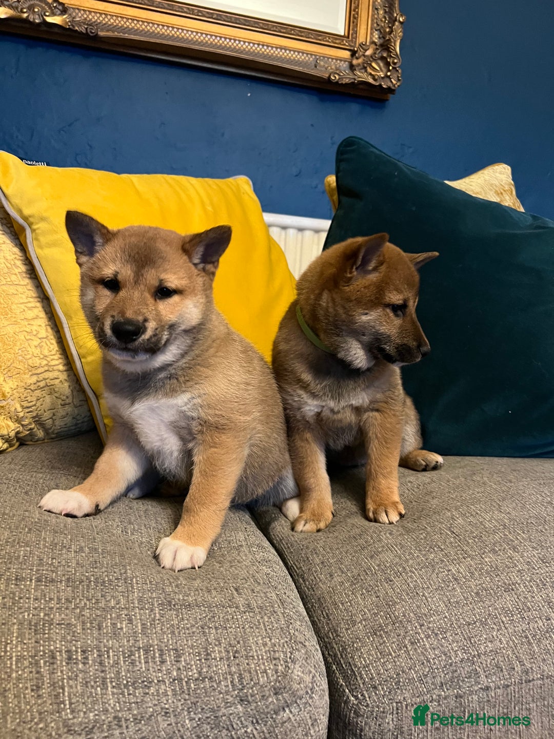 Japanese Shiba Inu dogs for sale: K.C reg Red Japanese Shiba Inu Puppies - Image 5