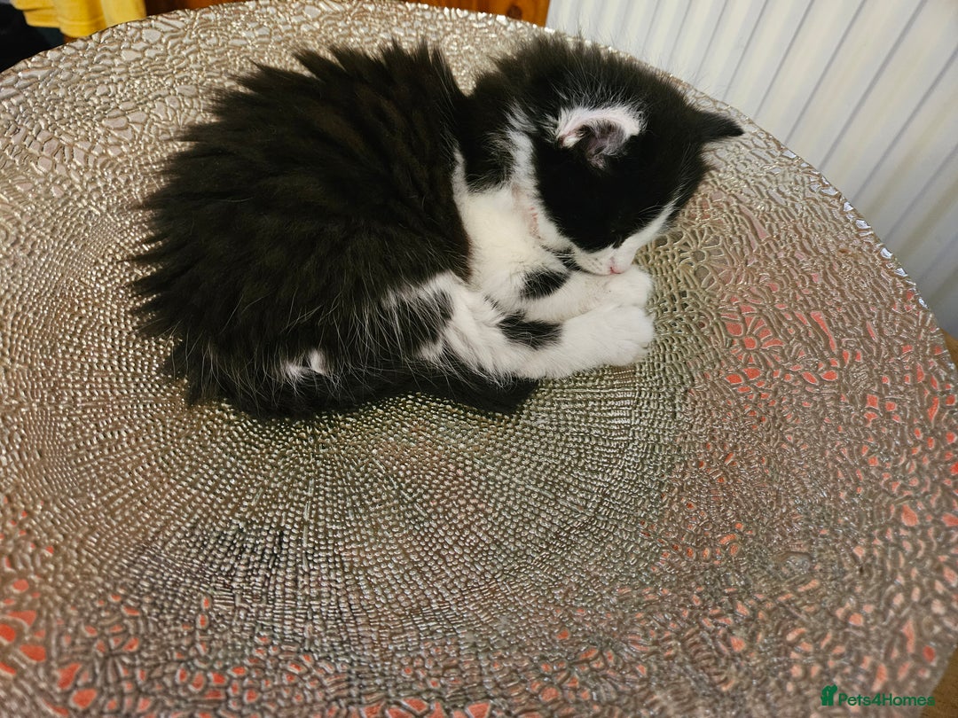 Turkish Angora cats for sale: Turkish Angora cross breed kittens - Advert 13