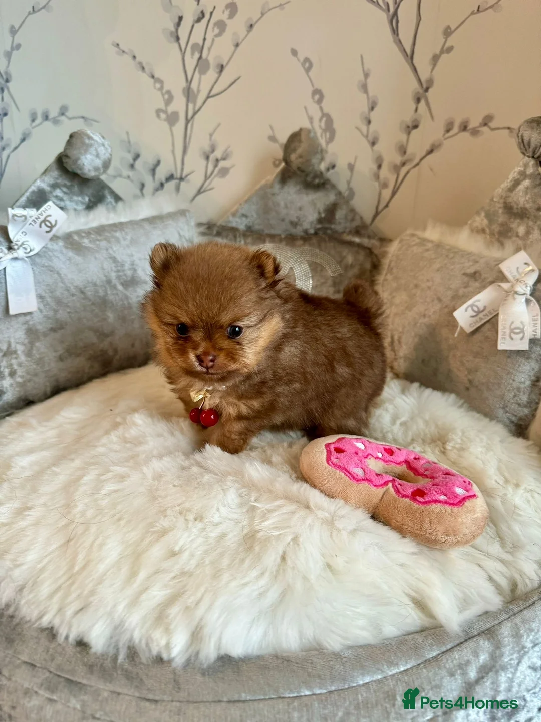 Pomeranian dogs for stud: 1.8kg Tiny Choco Carry Tan Blue Lilac DNA tested in Rotherham - Advert 35