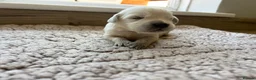 Golden Retriever dogs for sale: Health tested and KC-stunning golden retrievers  - Advert 37