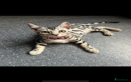 Bengal cats for sale: Female bengal needing her forever home  - Advert 6