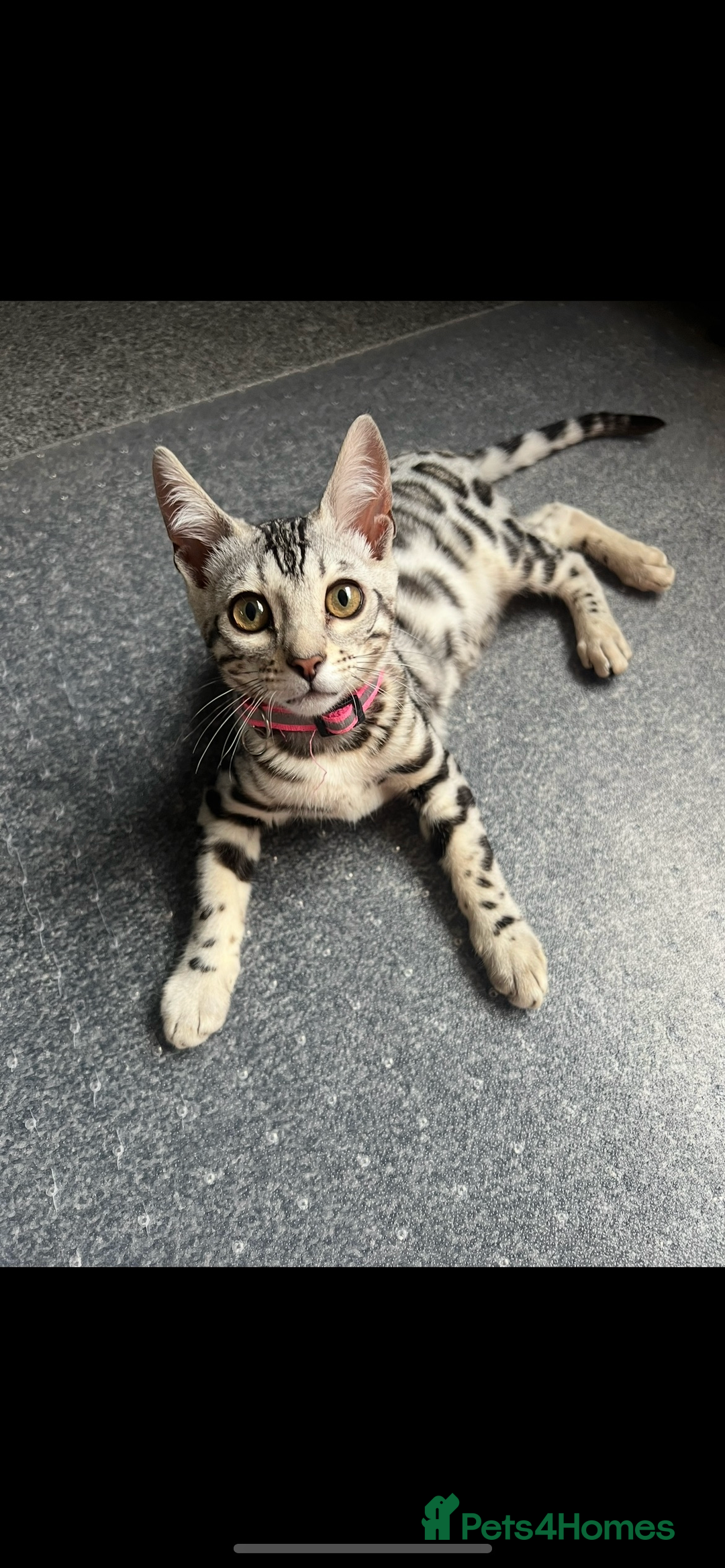 Bengal cats for sale: Female bengal needing her forever home  - Advert 6