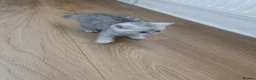British Shorthair cats for sale: Lovely kittens  - Advert 2