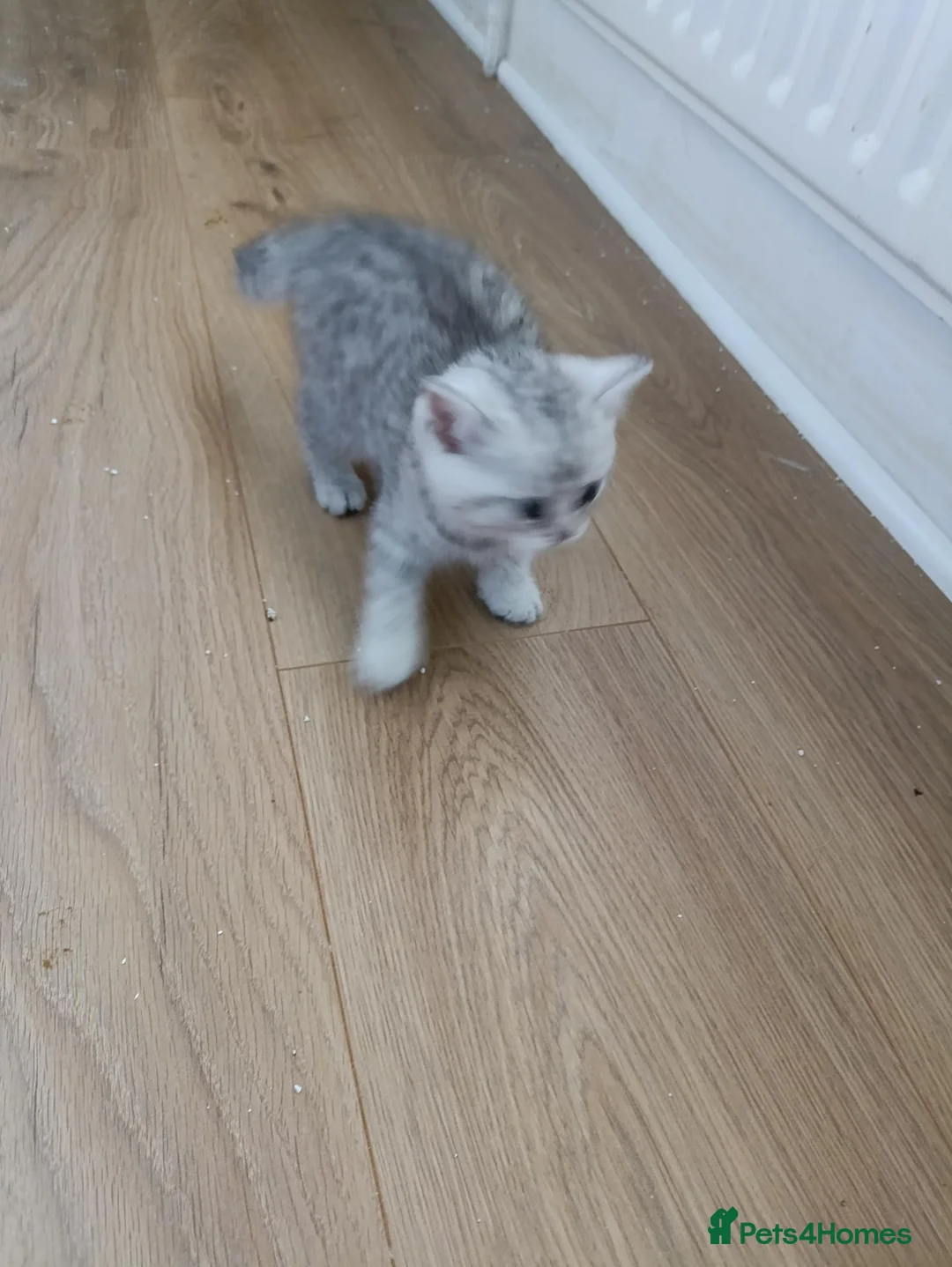 British Shorthair cats for sale: Lovely kittens  - Advert 2