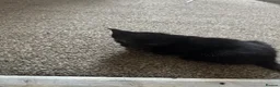 British Shorthair cats for sale: Kittens for sale  - Advert 3