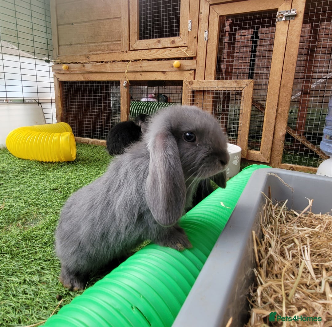 Mini Lop rabbits for sale: Beautiful Mini Lops - READY TO LEAVE  - Image 27