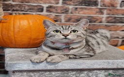 Mixed Breed cats for sale: Cute Bengal mix Kittens looking for loving homes🐱 - Image 9