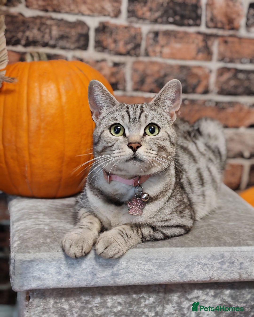 Mixed Breed cats for sale: Cute Bengal mix Kittens looking for loving homes🐱 - Image 9