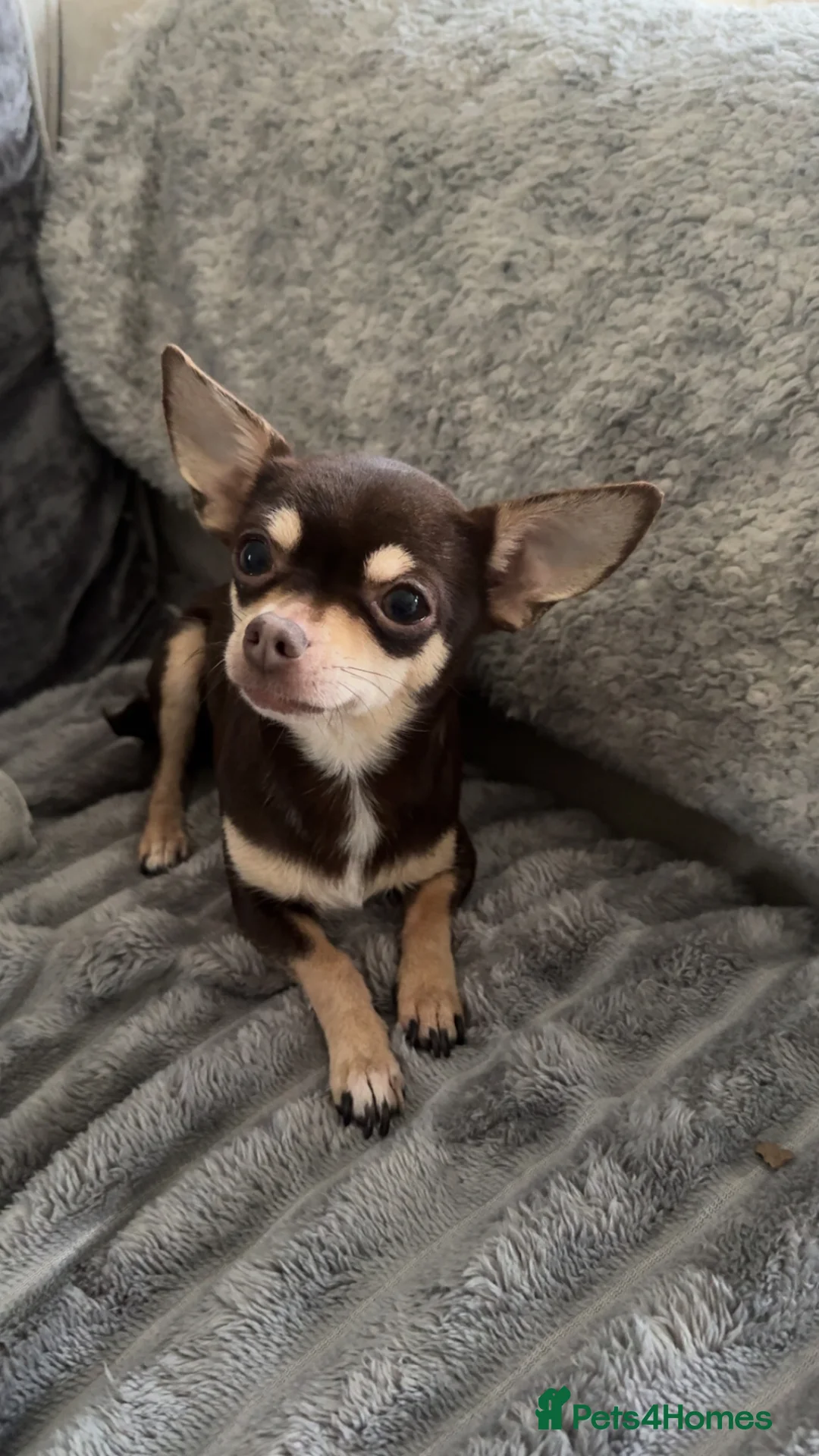 Chihuahua dogs for sale: Stunning tiny chihuahua boys READY to leave - Advert 2