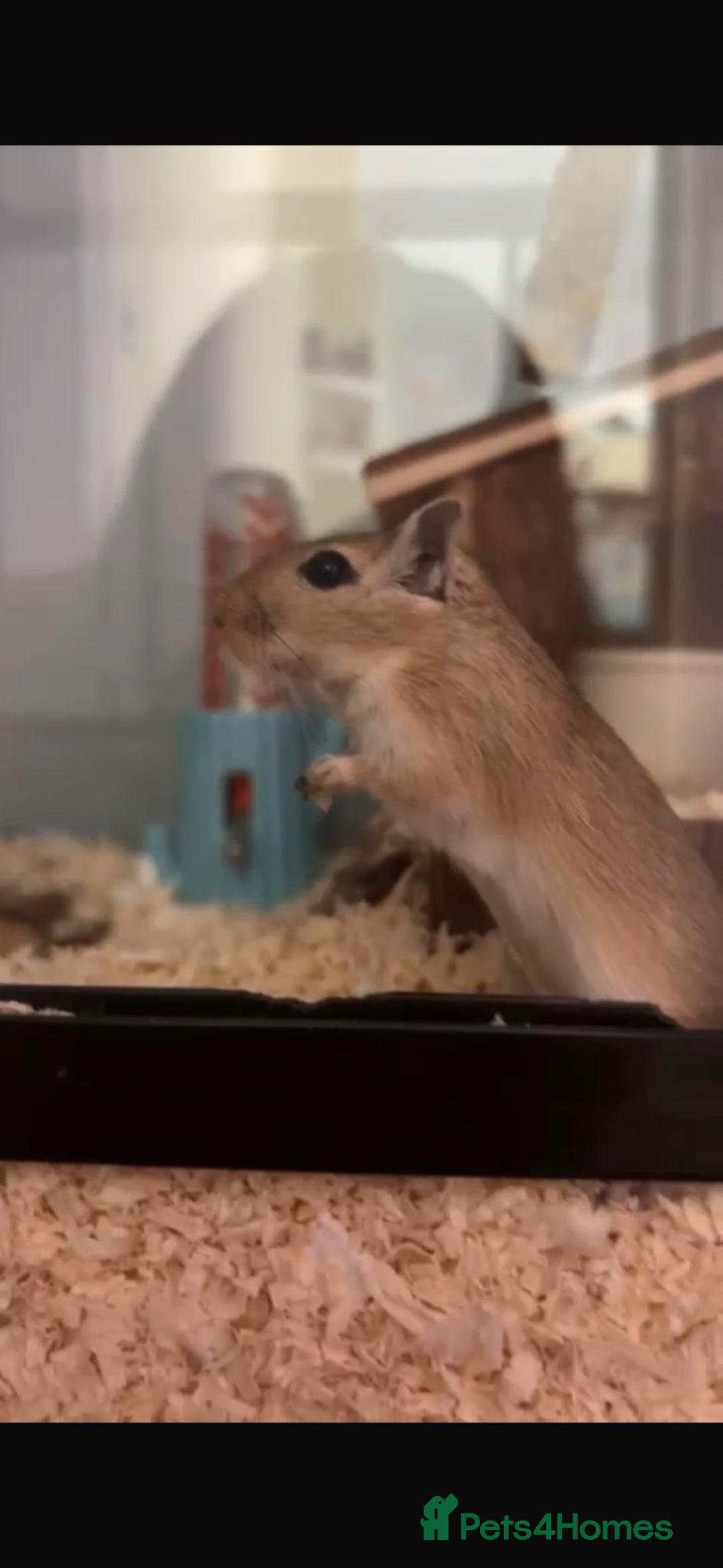 Gerbil rodents for sale: 2 Lovely Male Gerbils Needing New Home - Advert 2