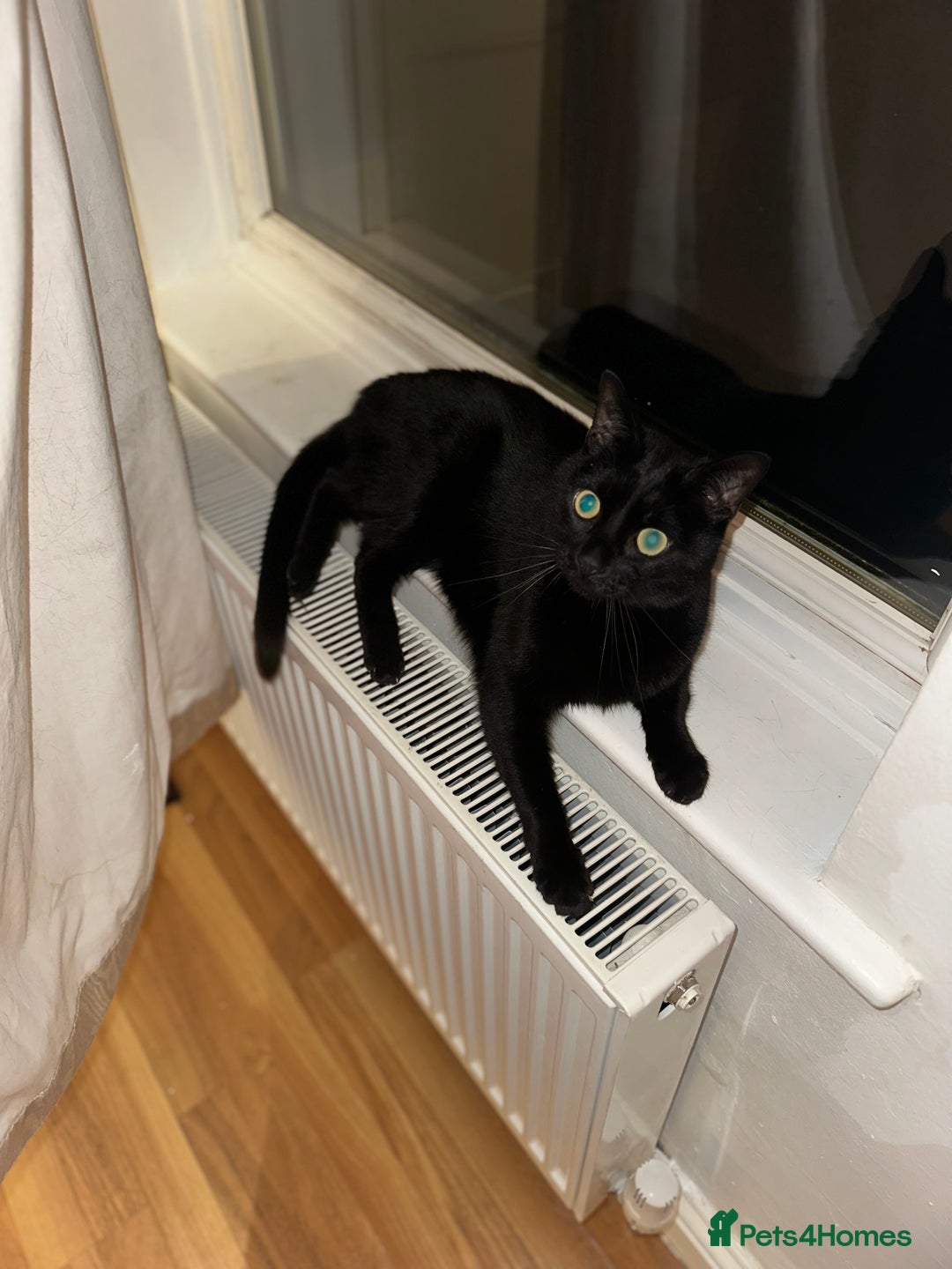 Domestic Shorthair cats for sale: Indi & Callie - Advert 6