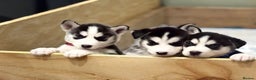 Siberian Husky dogs for sale: Siberian Huskies 2 male 4 female  - Advert 6