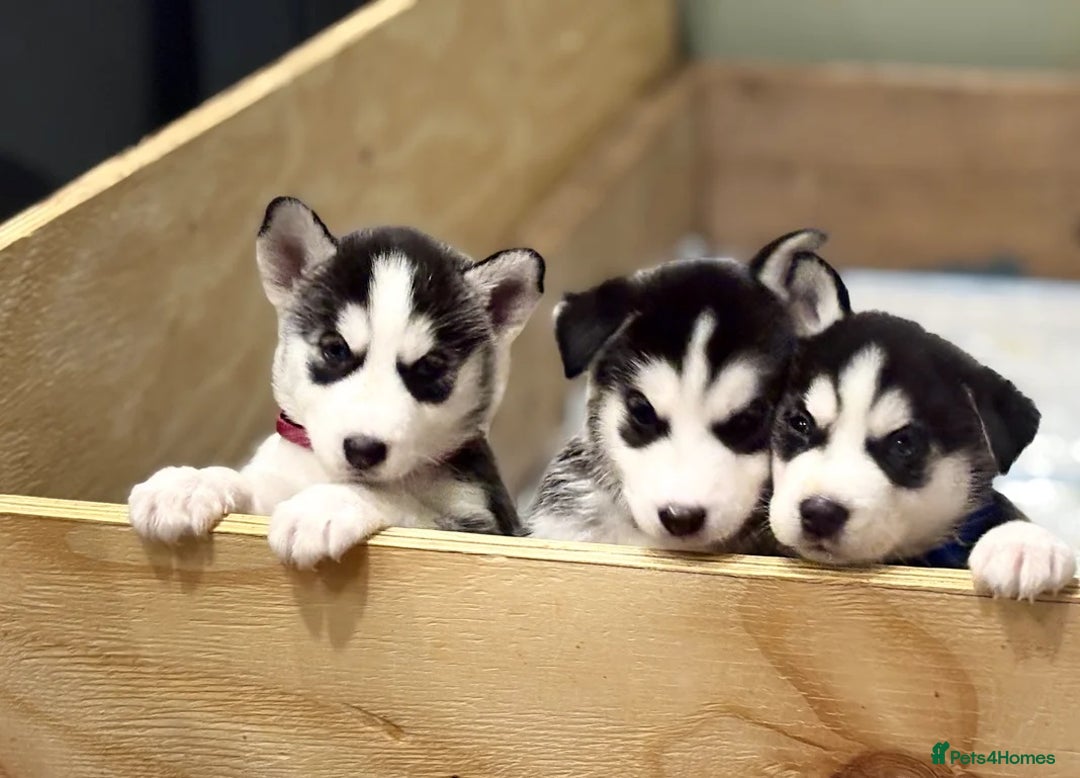 Siberian Husky dogs for sale: Siberian Huskies 2 male 4 female  - Advert 6