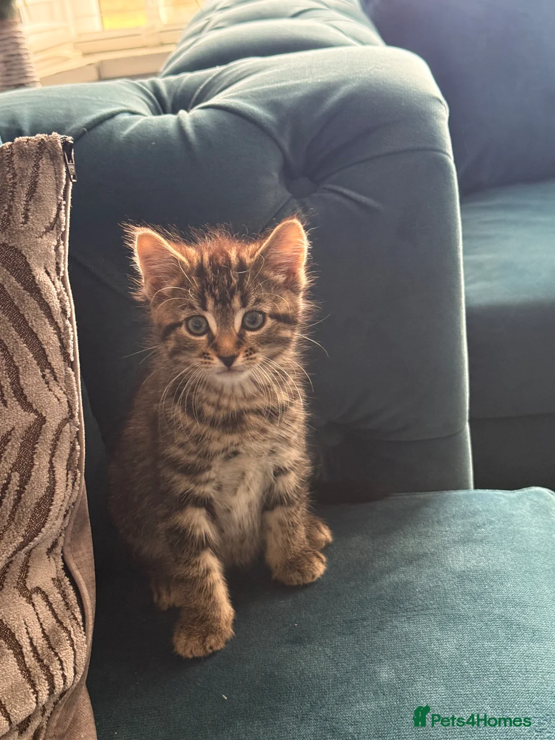Mixed Breed cats for sale: 1 adorable fluffy boy kittens  - Advert 2