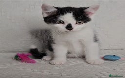 Scottish Fold cats for sale: Scottish straight x British short kittens  - Image 5