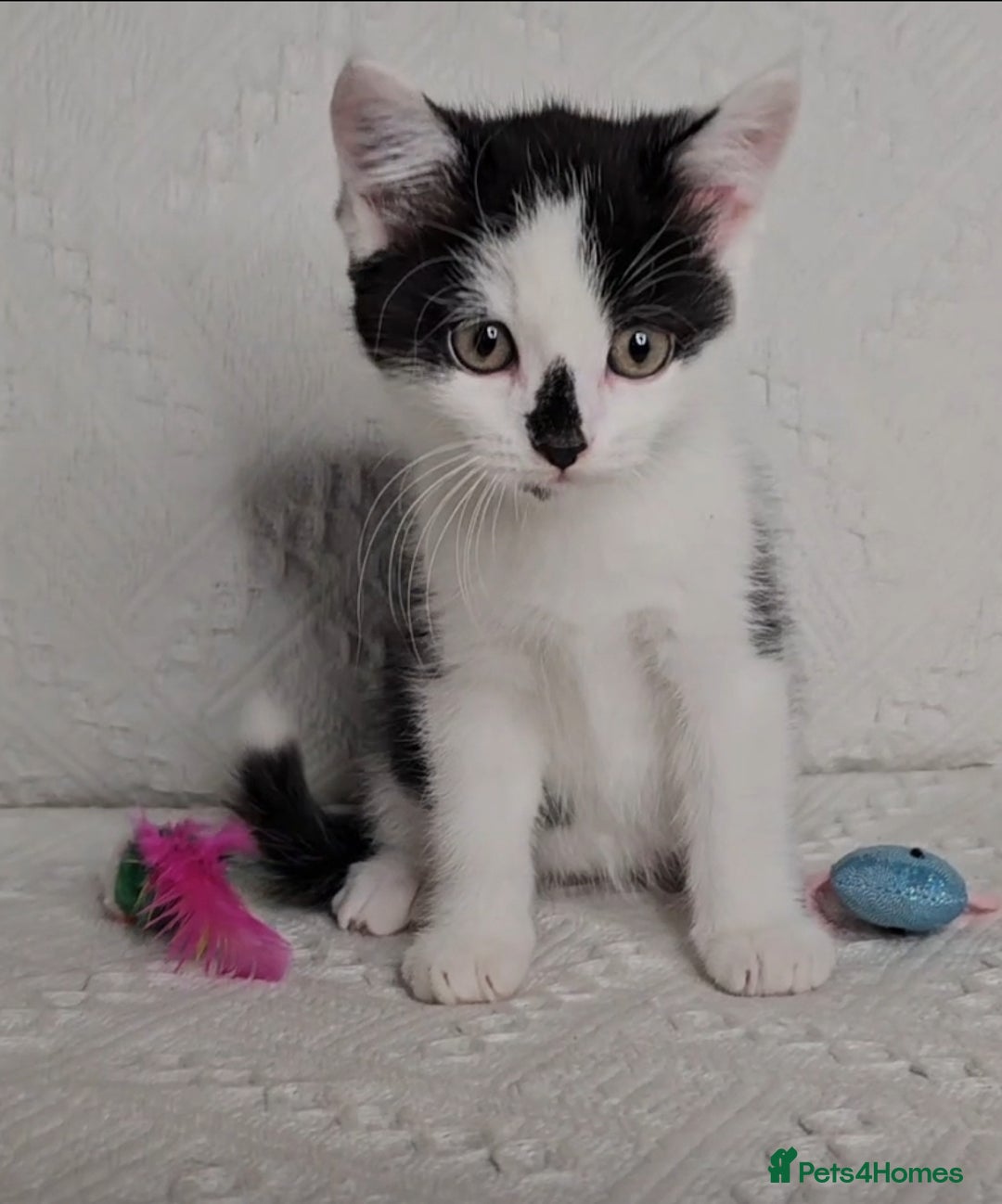 Scottish Fold cats for sale: Scottish straight x British short kittens  - Image 5