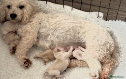Maltipoo dogs for sale: Gorgeous Maltipoo Puppies  - Image 12