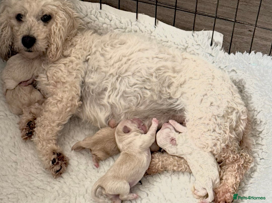 Maltipoo dogs for sale: Gorgeous Maltipoo Puppies  - Image 12