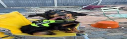 Cocker Spaniel dogs for sale: Cocker Spaniel   - Advert 1