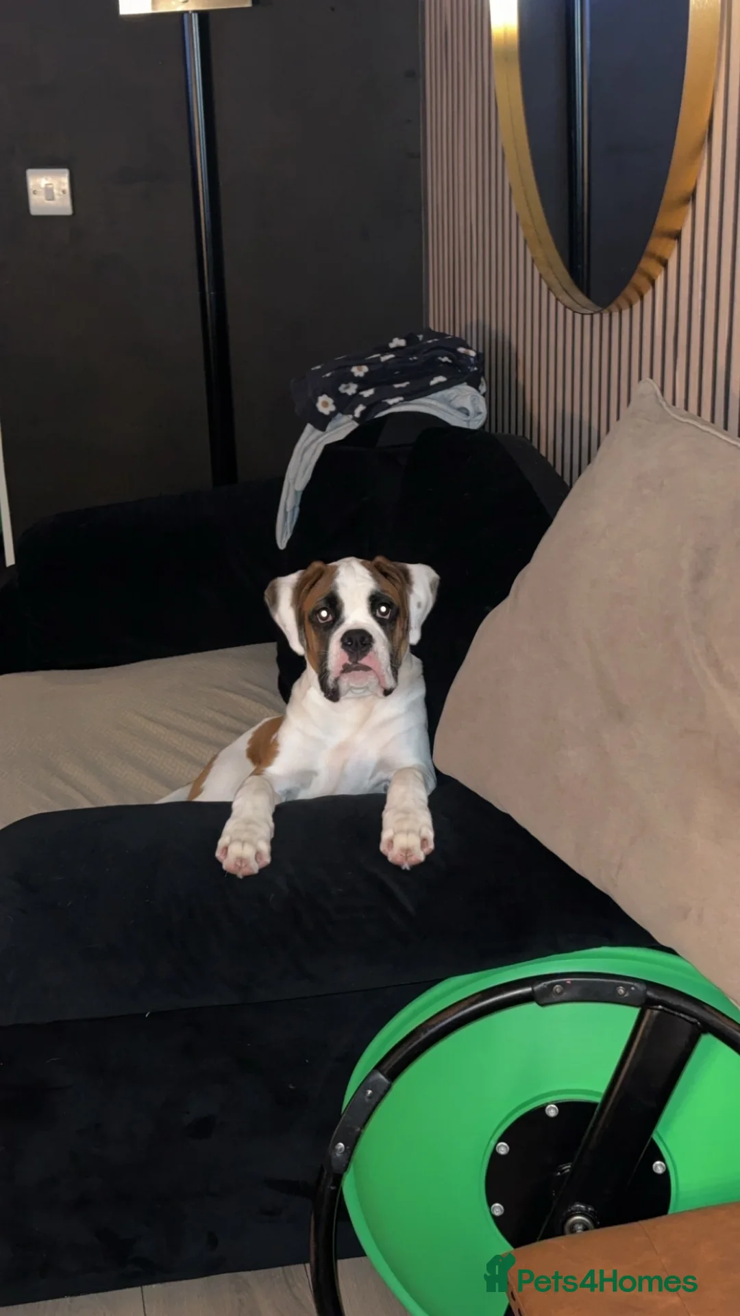 Boxer dogs for sale: Male boxer 1 year old - Advert 3