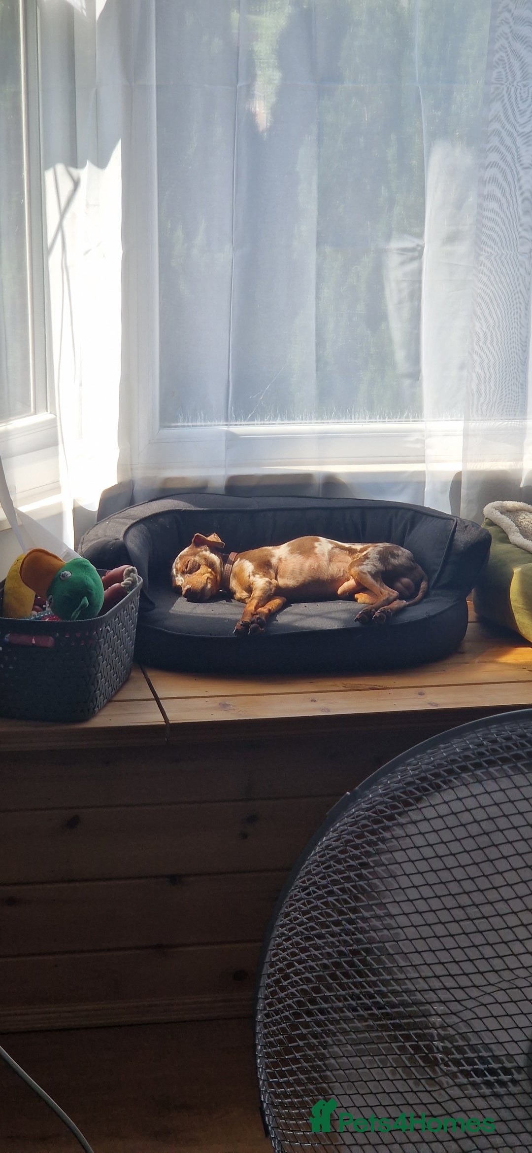 Miniature Pinscher dogs for stud: PRAGUE RATTER boy for stuf - Image 3