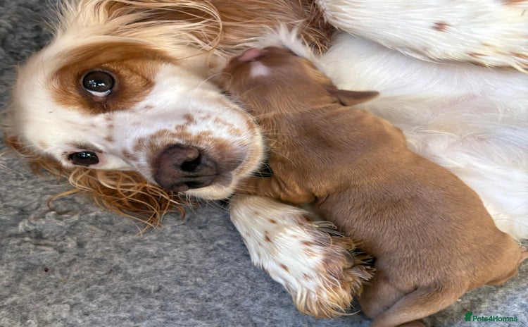 Cocker Spaniel dogs - Advert 16