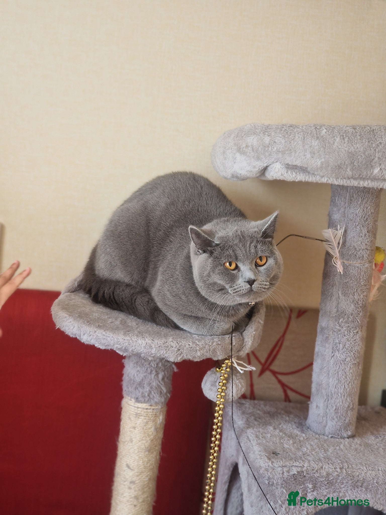 British Shorthair cats Bouzi - Advert 11