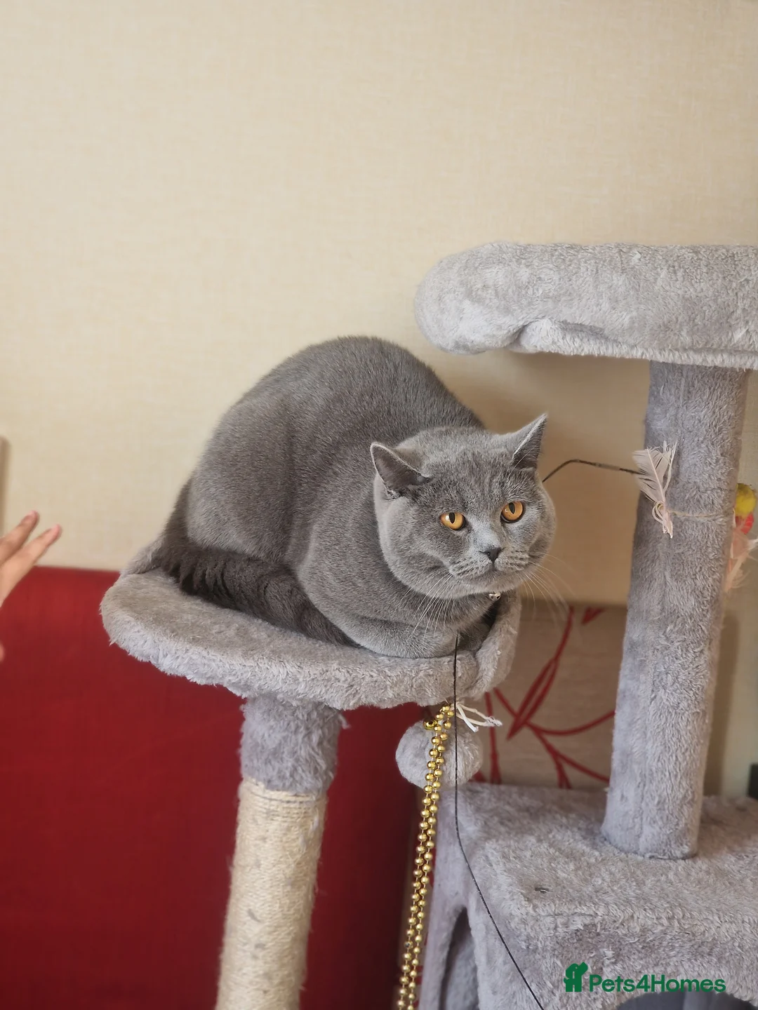 British Shorthair cats for sale: Bouzi in Bognor Regis - Advert 1