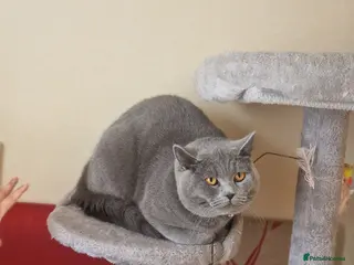 British Shorthair cats Bouzi - Advert 14