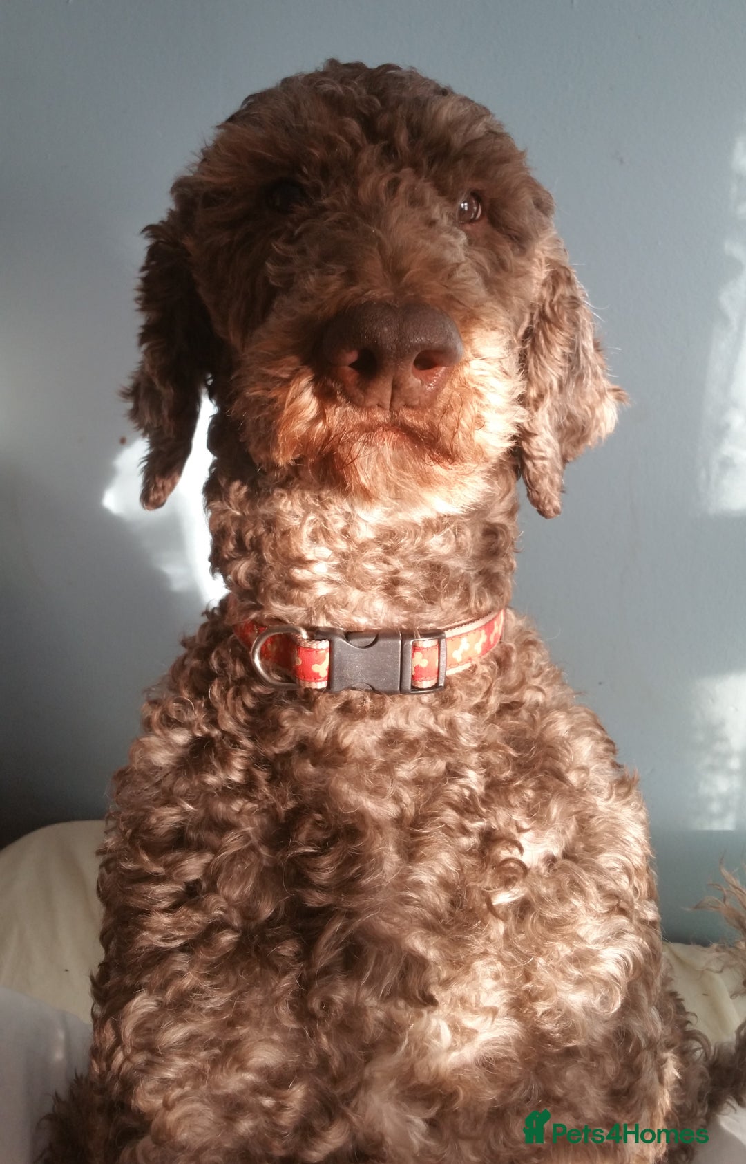 Labradoodle dogs for stud: PROVEN Healthy Labradoodle STUD - HYPOALLERGENIC   - Advert 9