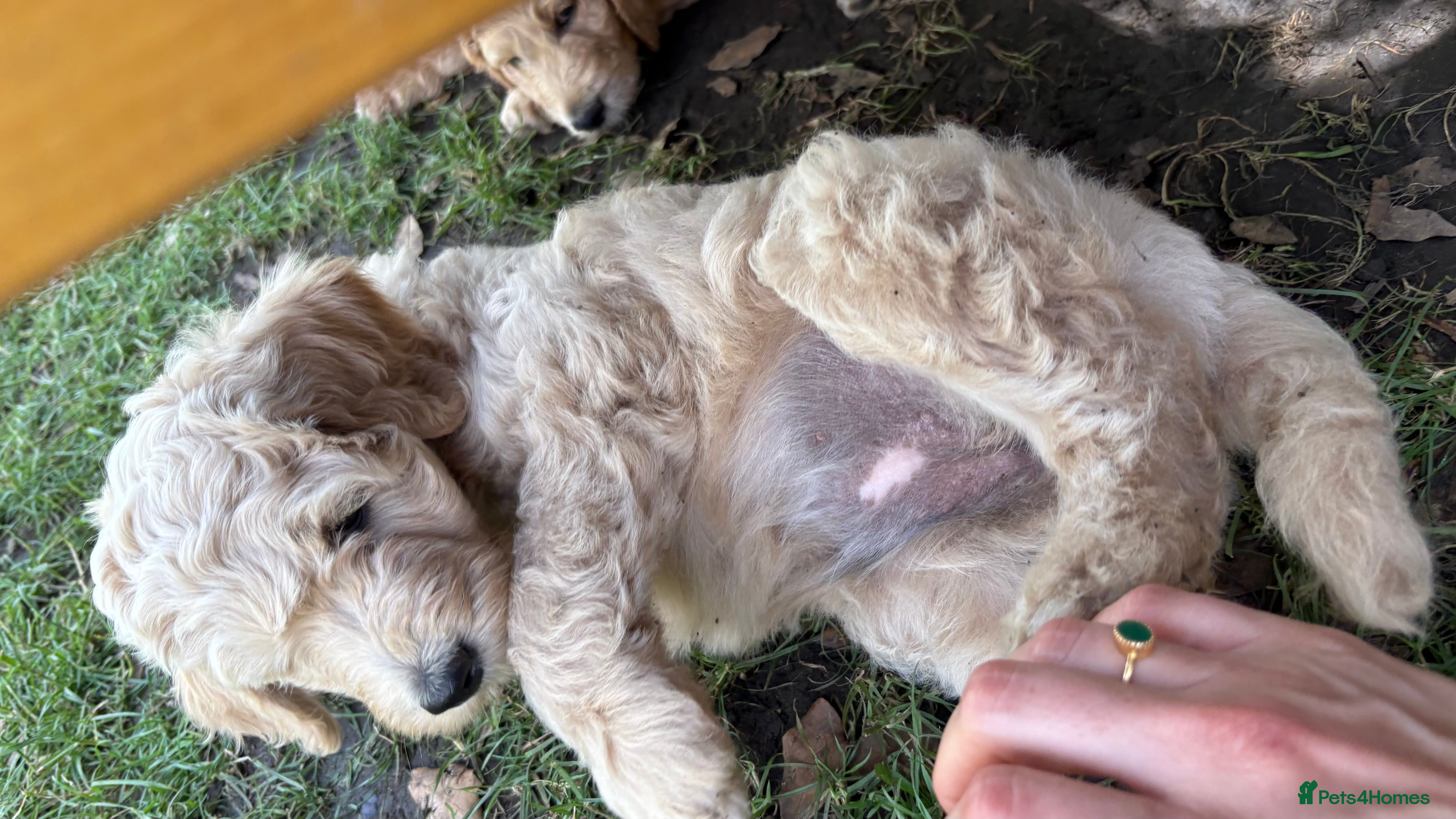 Goldendoodle dogs Golden doodle puppies from a loving home - Advert 2