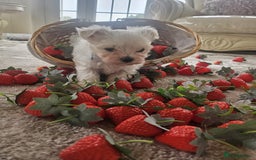 Maltese dogs for sale: Maltese puppies pedigree - Image 10