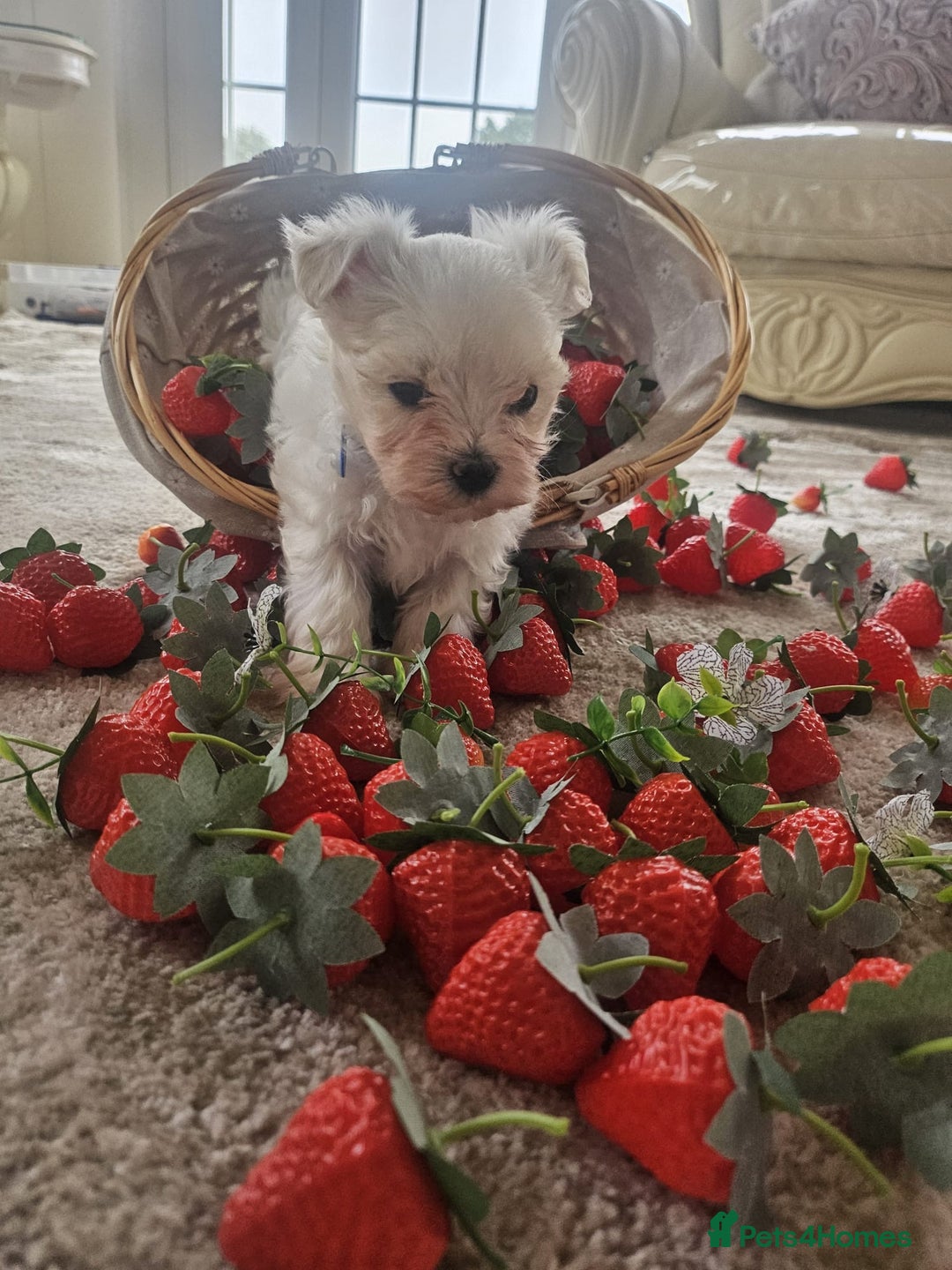 Maltese dogs for sale: Maltese puppies pedigree - Image 10
