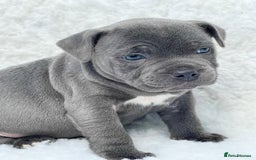 Staffordshire Bull Terrier dogs for stud: PRINCE- SOLID BLUE CHAMPION BRED in Smethwick - Image 8