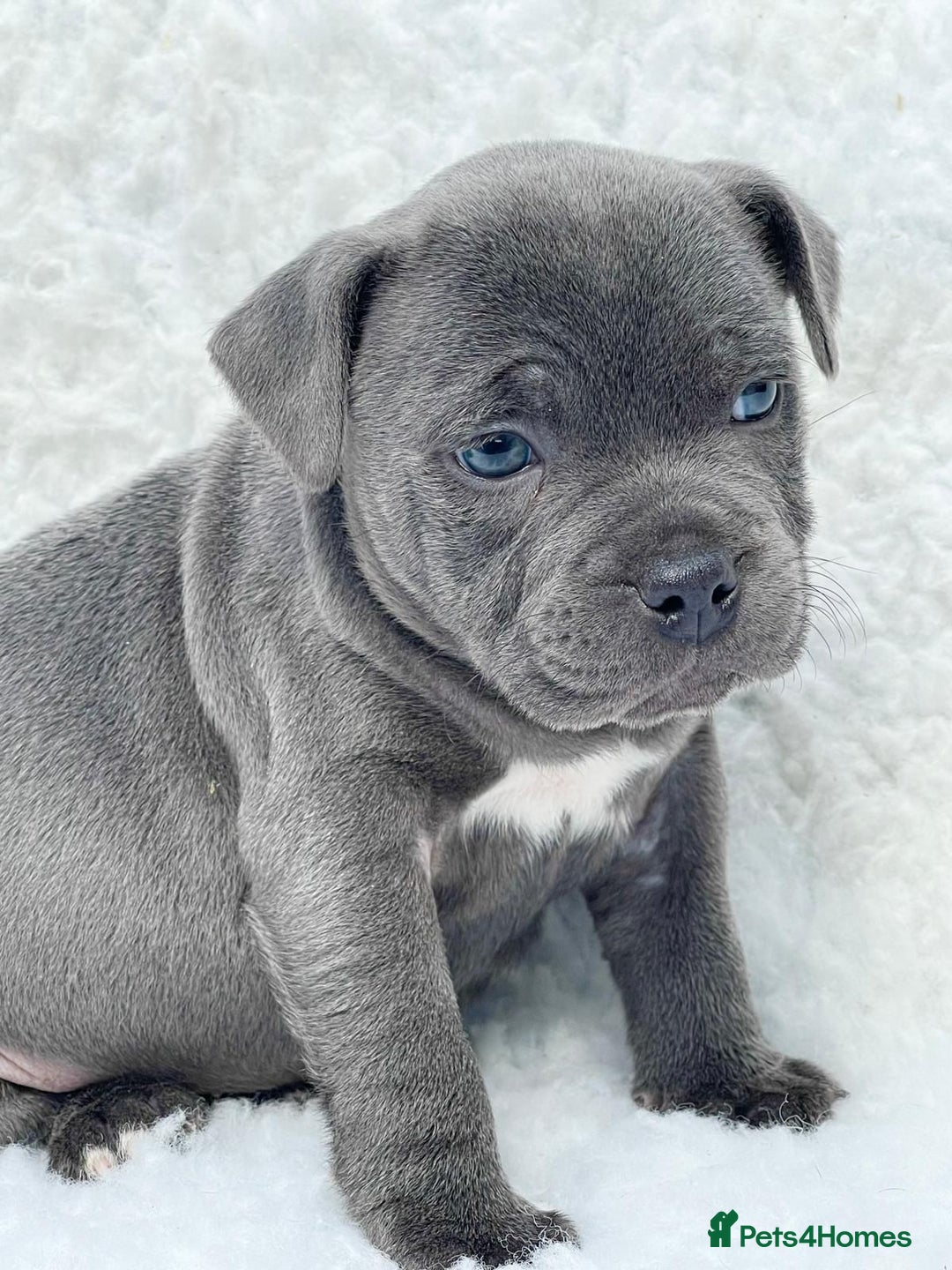 Staffordshire Bull Terrier dogs for stud: PRINCE- SOLID BLUE CHAMPION BRED in Smethwick - Image 8