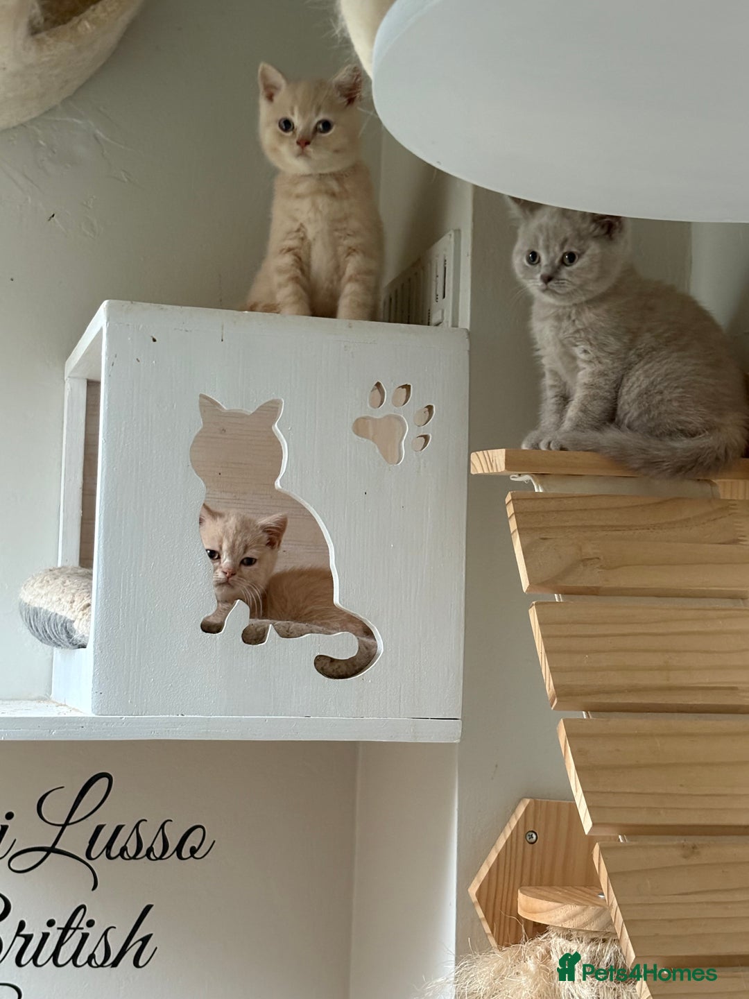 British Shorthair cats for sale: British shorthair kittens  - Image 7