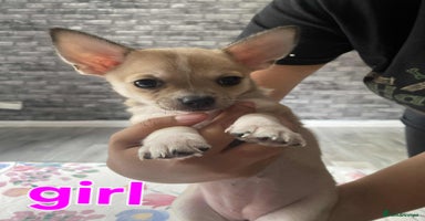 Chihuahua dogs - Advert 3