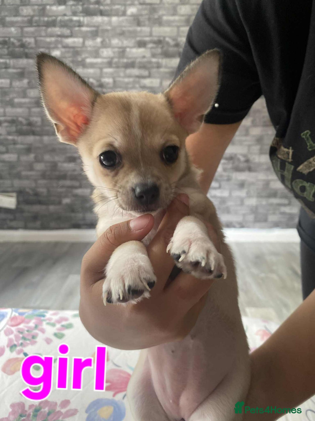 Chihuahua dogs for sale: Chihuahua puppies for sale - Image 2