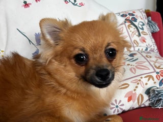 Pomchi dogs for sale: 6 months old pomchi female - Advert 1