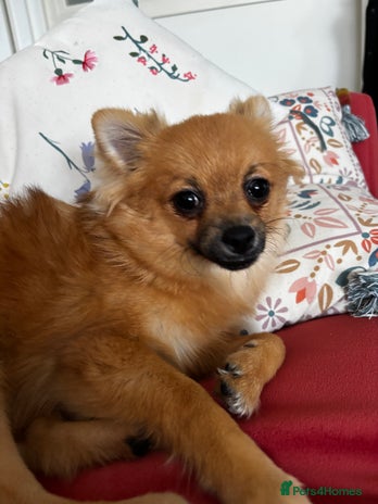 Pomchi dogs 6 months old pomchi female - Advert 1