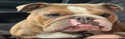 English Bulldog dogs for sale: **Chunky English Bulldog Puppies 1 male 1 female** - Advert 6