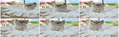 Ragdoll 1