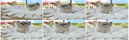 Ragdoll cats for sale: PET only boys  - Advert 4
