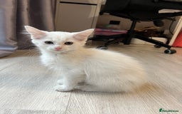 Turkish Angora cats for sale: cute white kittens - Image 2