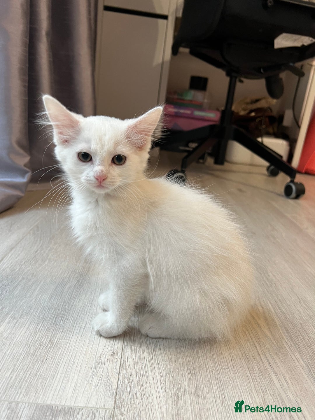 Turkish Angora cats for sale: cute white kittens - Image 2