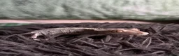 Gecko reptiles for sale: 3 Geckos For Sale (1, Gargoyle Gecko, 2 Crested) - Advert 5